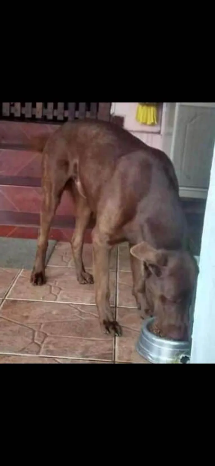 Cachorro ra a SRD-ViraLata idade 6 ou mais anos nome Rixard