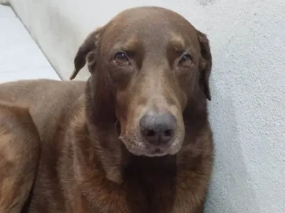 Cachorro raça SRD-ViraLata idade 6 ou mais anos nome Rixard