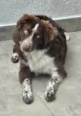 Tobias
