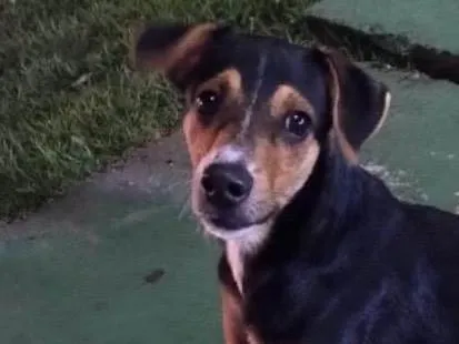 Cachorro ra a SRD-ViraLata idade 7 a 11 meses nome Zeca