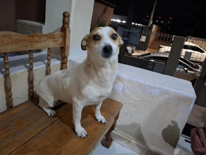 Cachorro ra a SRD-ViraLata idade 6 ou mais anos nome Pipoca