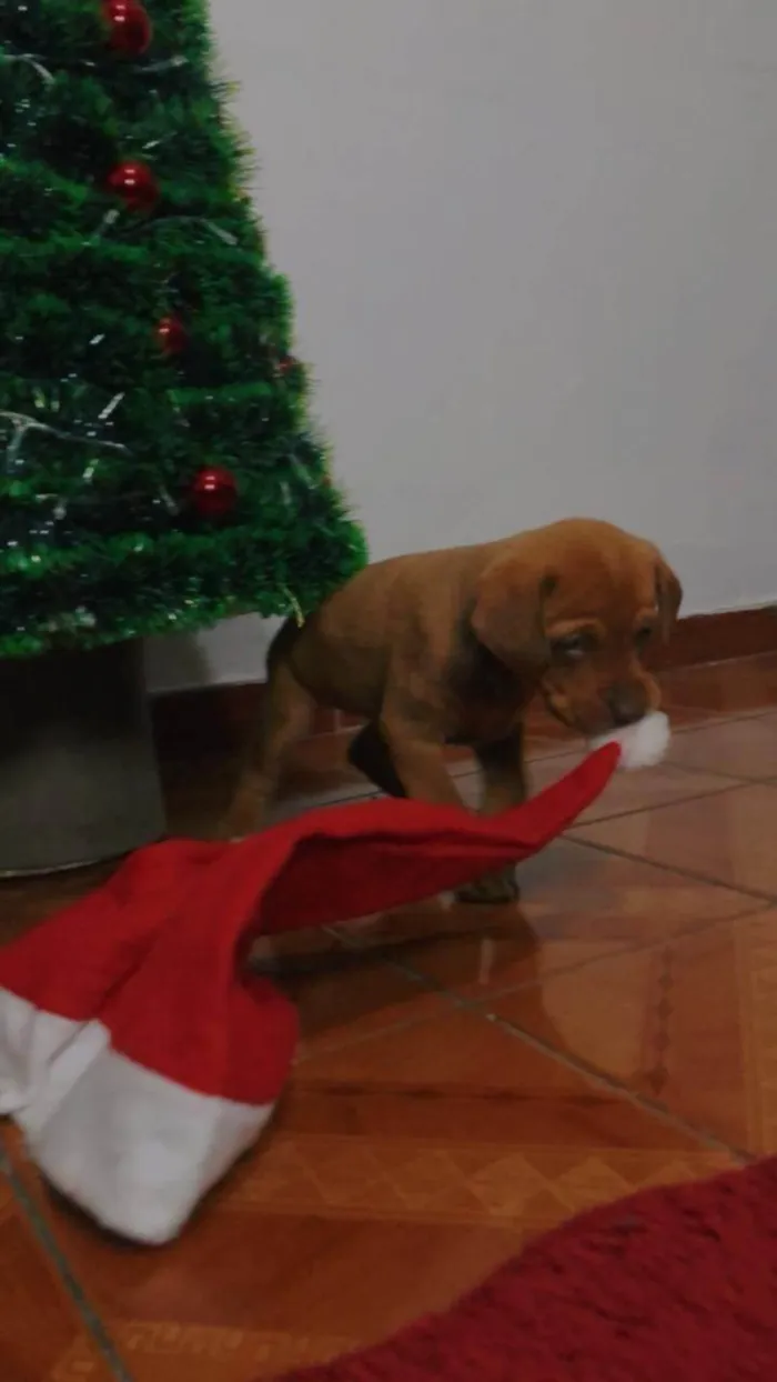 Cachorro ra a Labrador idade 2 a 6 meses nome Nala