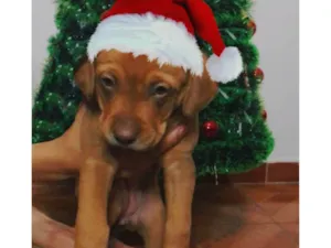 Cachorro raça Labrador idade 2 a 6 meses nome Nala