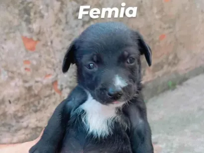 Cachorro raça SRD-ViraLata idade Abaixo de 2 meses nome Lupita