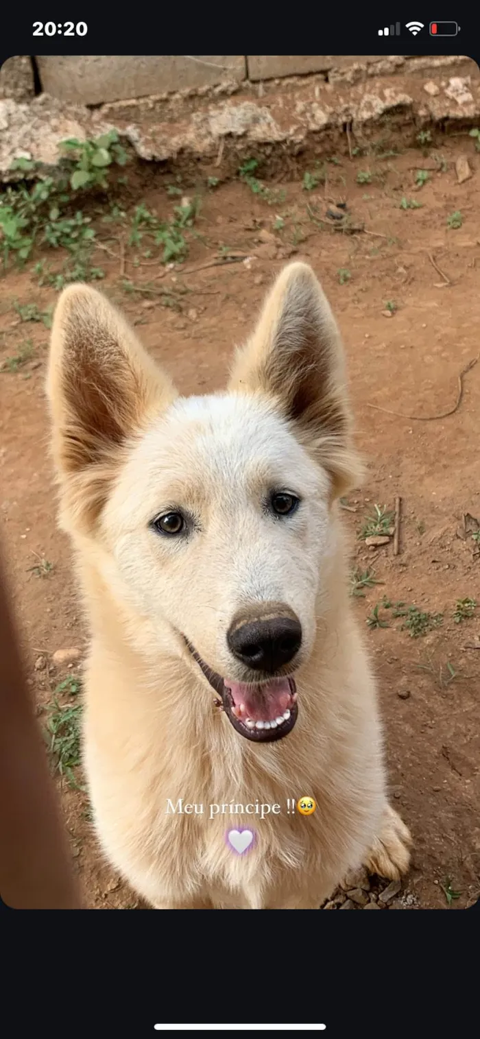 Cachorro ra a SRD-ViraLata idade 1 ano nome Lucky