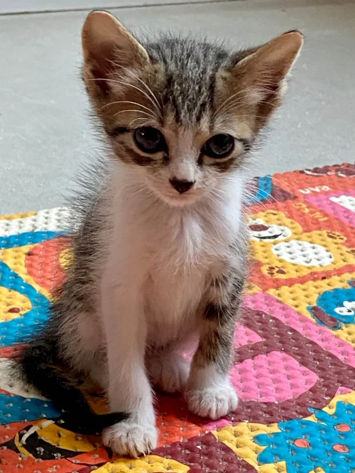 Gato ra a SRD-ViraLata idade Abaixo de 2 meses nome Marcinho 