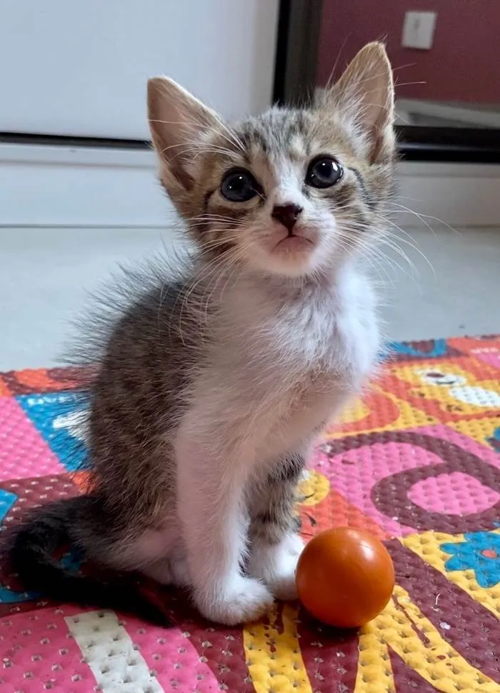 Gato ra a SRD-ViraLata idade Abaixo de 2 meses nome Marcinho 