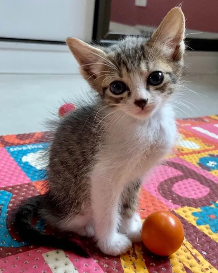 Gato ra a SRD-ViraLata idade Abaixo de 2 meses nome Marcinho 