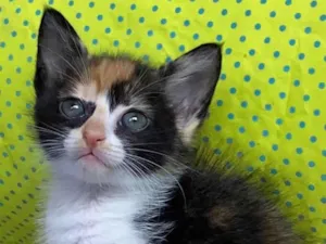 Gato raça SRD-ViraLata idade Abaixo de 2 meses nome Maria João 