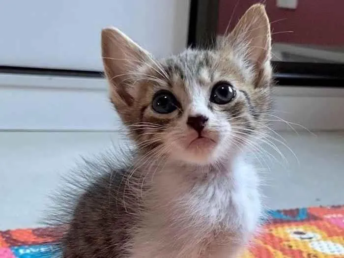 Gato ra a SRD-ViraLata idade Abaixo de 2 meses nome Marcinho 