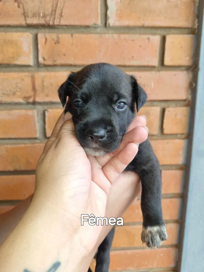 Cachorro ra a SRD-ViraLata idade Abaixo de 2 meses nome Não possuem nomes