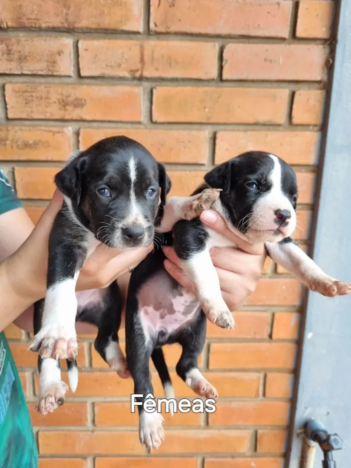 Cachorro ra a SRD-ViraLata idade Abaixo de 2 meses nome Não possuem nomes