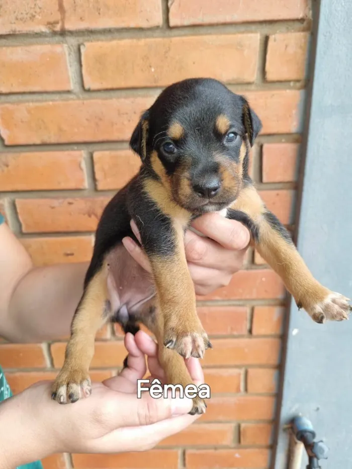 Cachorro ra a SRD-ViraLata idade Abaixo de 2 meses nome Não possuem nomes