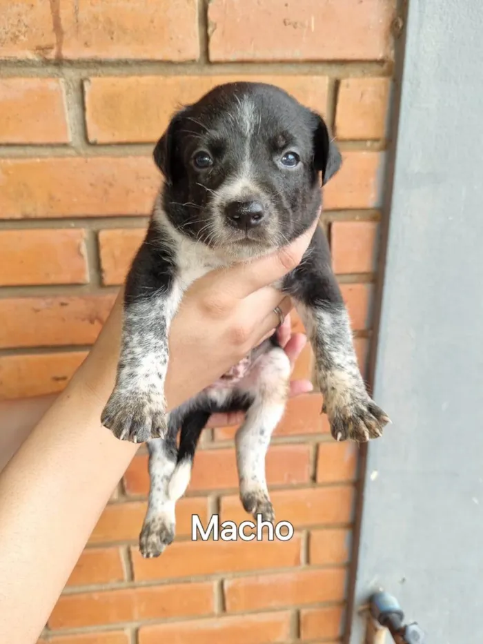 Cachorro ra a SRD-ViraLata idade Abaixo de 2 meses nome Não possuem nomes