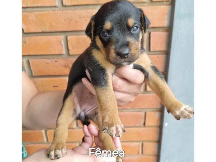 Cachorro ra a SRD-ViraLata idade Abaixo de 2 meses nome Não possuem nomes