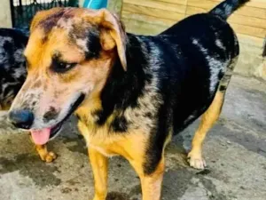 Cachorro raça SRD-ViraLata idade 2 anos nome Kevin