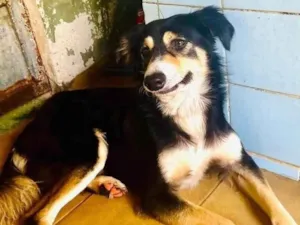 Cachorro raça SRD-ViraLata idade 2 anos nome Panda 