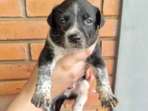 Cachorro raça SRD-ViraLata idade Abaixo de 2 meses nome Não possuem nomes