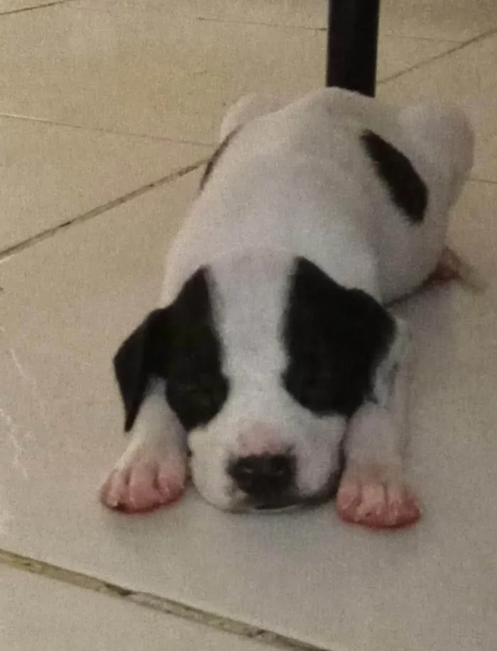 Cachorro ra a SRD-ViraLata idade Abaixo de 2 meses nome Nina