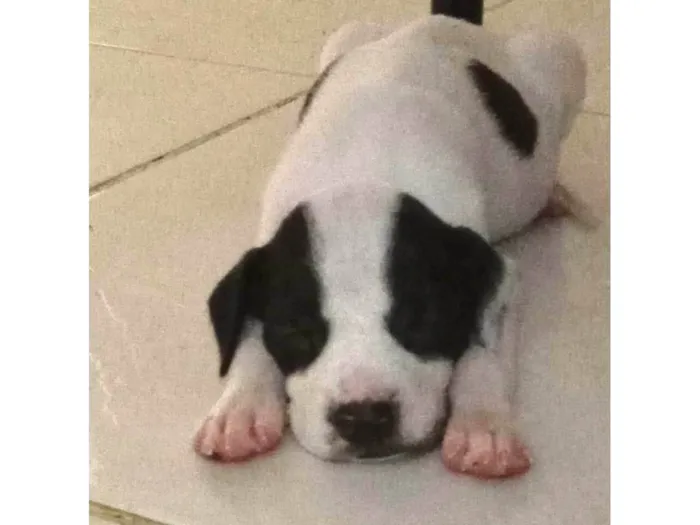 Cachorro ra a SRD-ViraLata idade Abaixo de 2 meses nome Nina