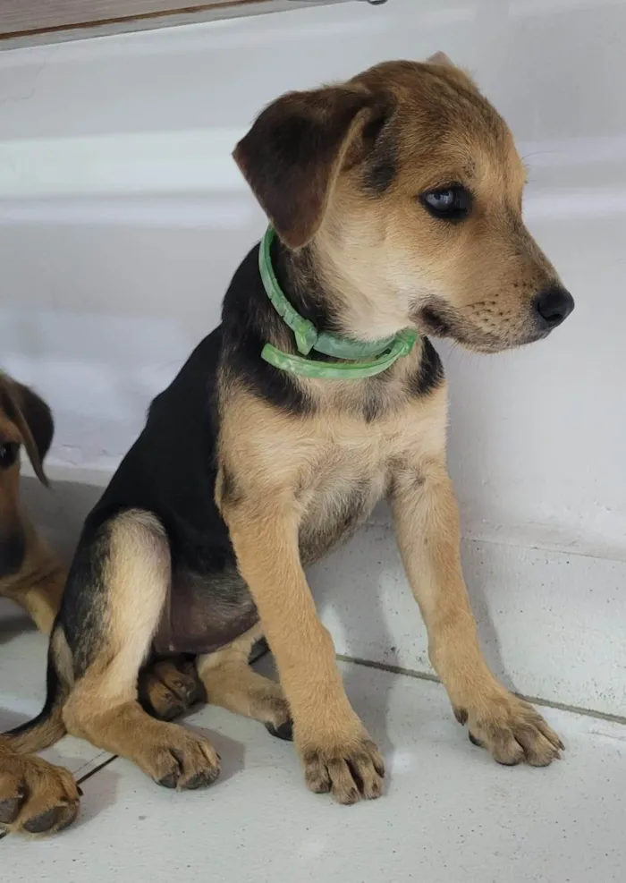 Cachorro ra a SRD-ViraLata idade 2 a 6 meses nome Mel