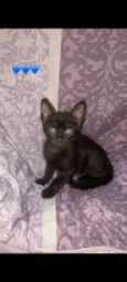 Pantera