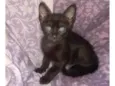 Pantera