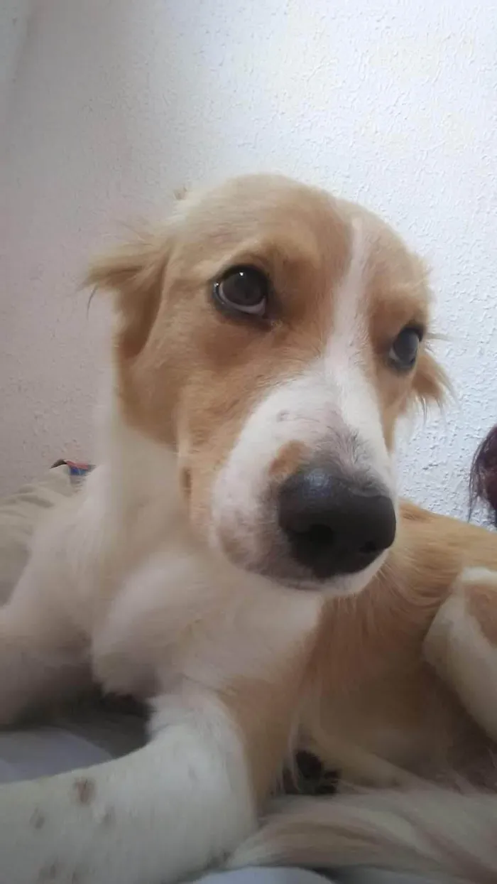 Cachorro ra a Labrador idade 6 ou mais anos nome Maya