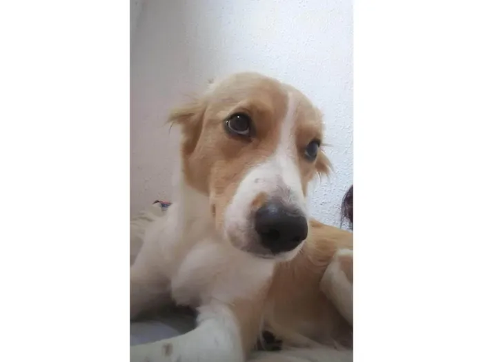 Cachorro ra a Labrador idade 6 ou mais anos nome Maya