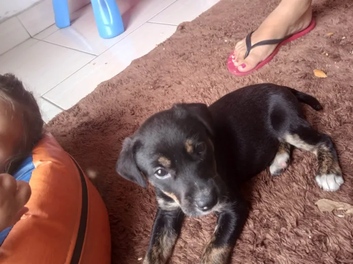 Cachorro ra a SRD-ViraLata idade 2 a 6 meses nome Doando filhote 