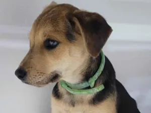 Cachorro raça SRD-ViraLata idade 2 a 6 meses nome Mel