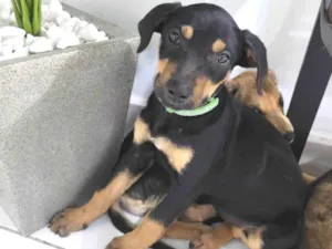 Cachorro raça SRD-ViraLata idade 2 a 6 meses nome Tequila 