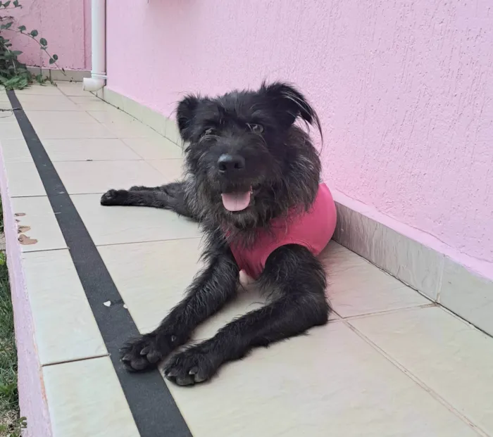 Cachorro ra a SRD-ViraLata idade 1 ano nome Paçoca