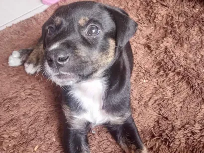 Cachorro raça SRD-ViraLata idade 2 a 6 meses nome Doando filhote 