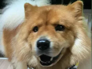 Cachorro raça Chow Chow idade 6 ou mais anos nome Zeus