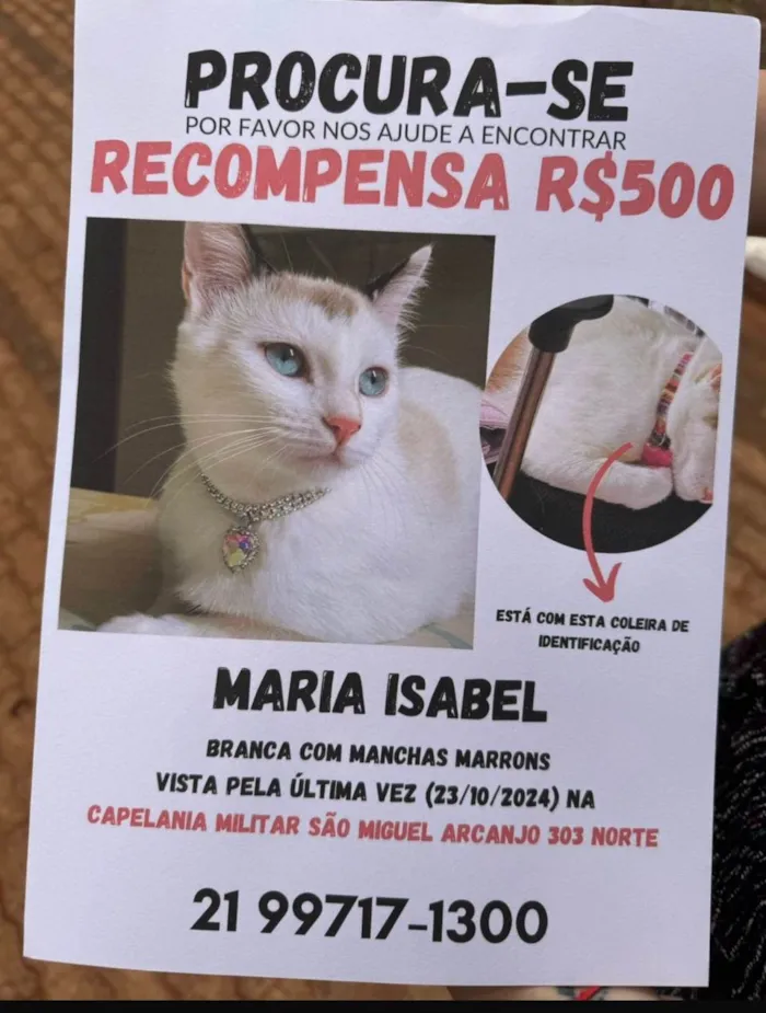 Gato ra a SRD-ViraLata idade 3 anos nome Maria Isabel