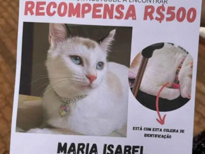 Gato raça SRD-ViraLata idade 3 anos nome Maria Isabel