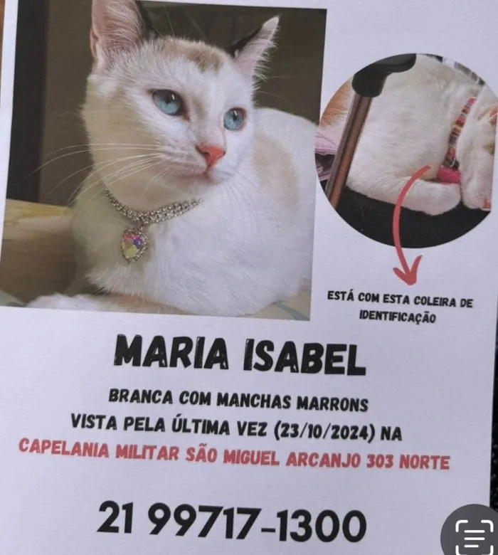 Gato ra a SRD-ViraLata idade 3 anos nome Maria Isabel