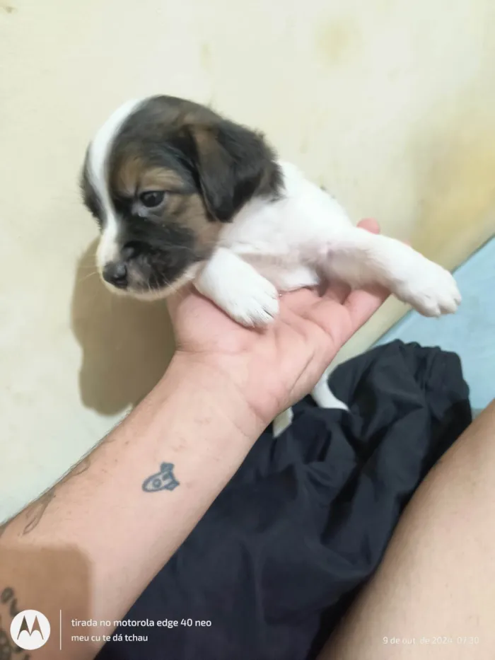 Cachorro ra a SRD-ViraLata idade 2 a 6 meses nome Bael