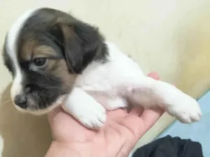 Cachorro raça SRD-ViraLata idade 2 a 6 meses nome Bael