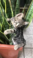 Gatinho tigrado 