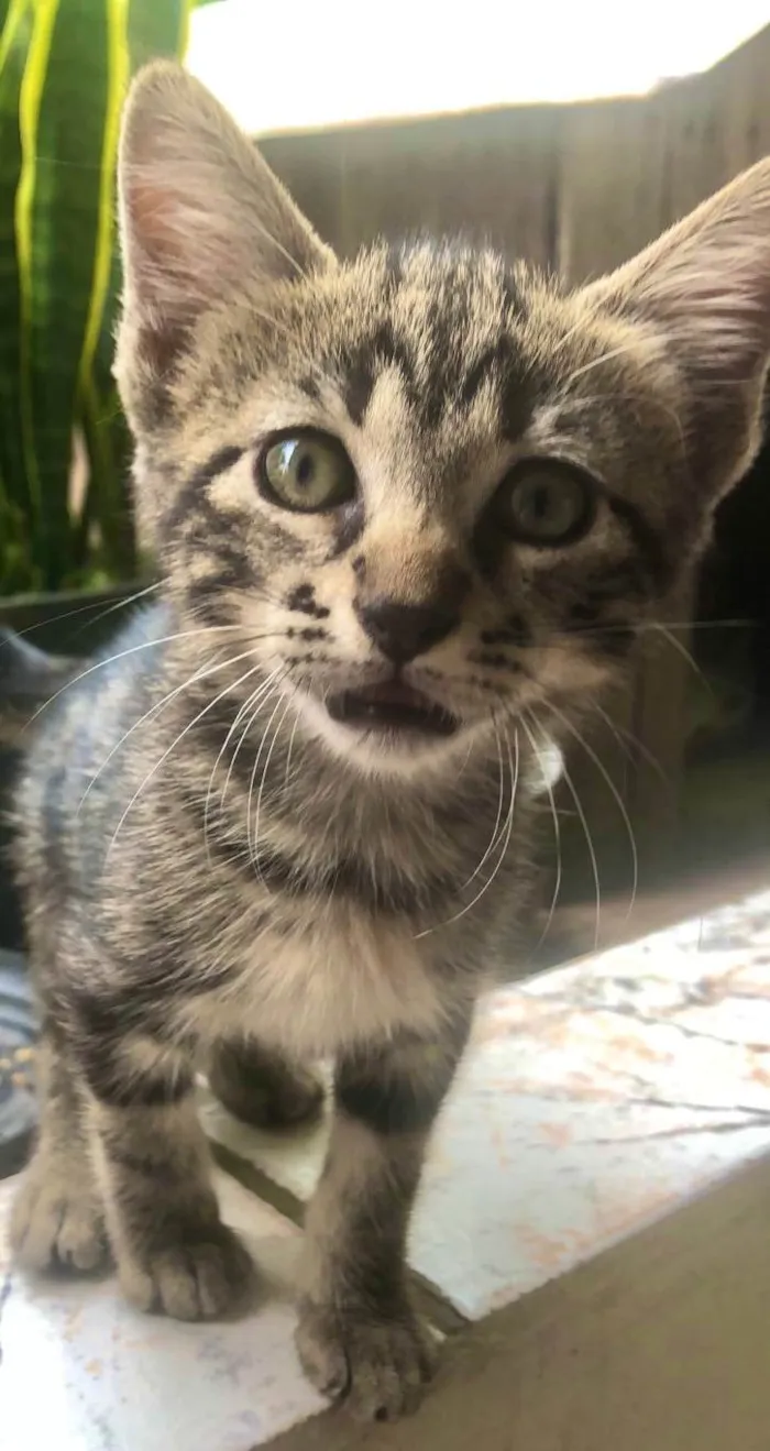 Gato ra a SRD-ViraLata idade 2 a 6 meses nome Gatinho tigrado 