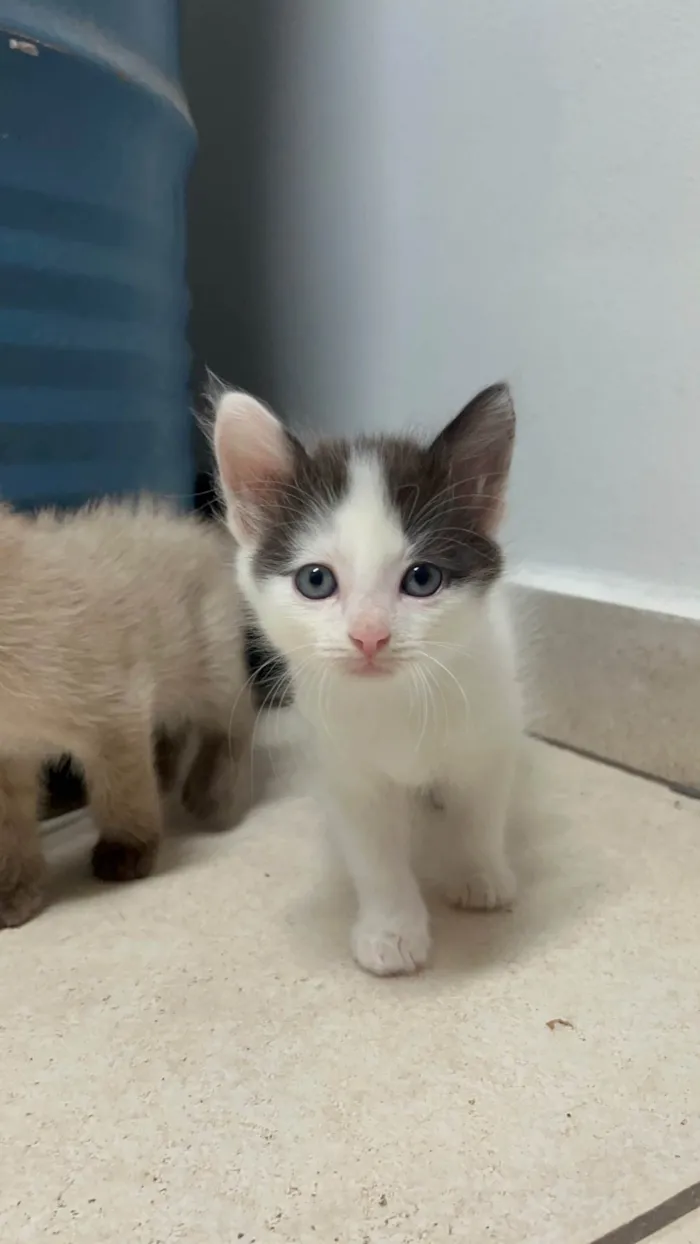 Gato ra a SRD-ViraLata idade Abaixo de 2 meses nome Gatinhos Lindos