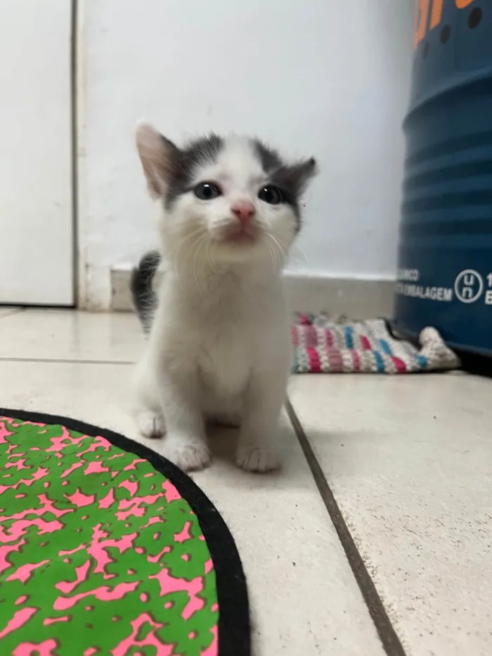 Gato ra a SRD-ViraLata idade Abaixo de 2 meses nome Gatinhos Lindos