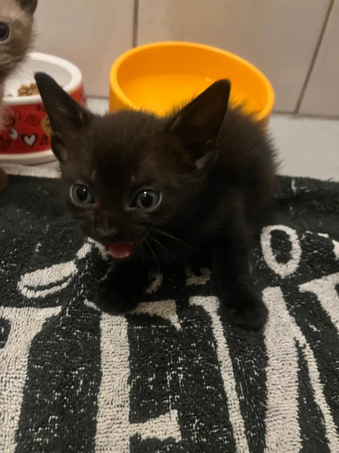 Gato ra a SRD-ViraLata idade Abaixo de 2 meses nome Gatinhos Lindos