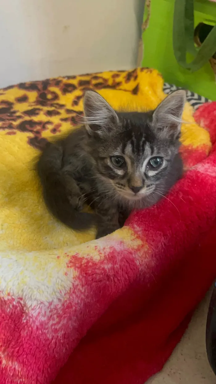 Gato ra a SRD-ViraLata idade Abaixo de 2 meses nome Gatinhos Lindos