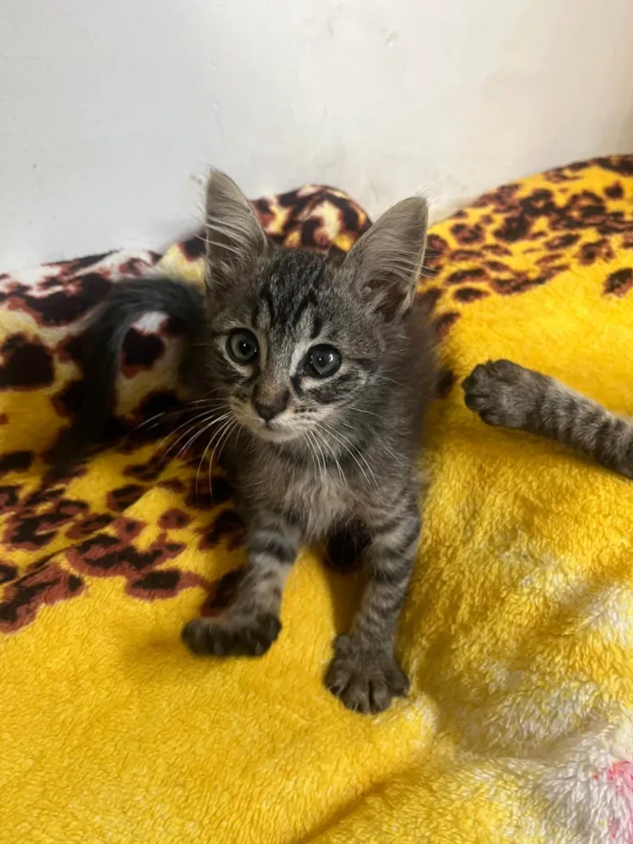 Gato ra a SRD-ViraLata idade Abaixo de 2 meses nome Gatinhos Lindos