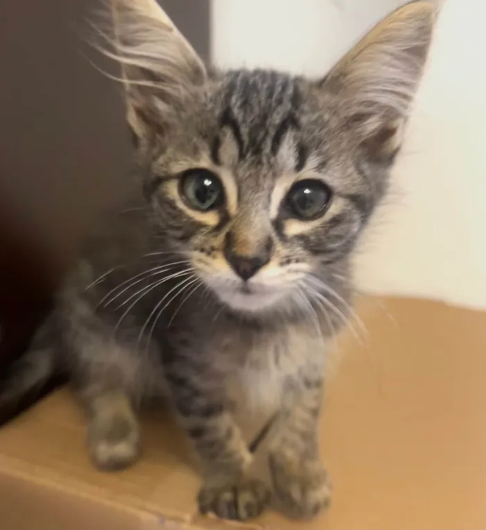 Gato ra a SRD-ViraLata idade Abaixo de 2 meses nome Gatinhos Lindos