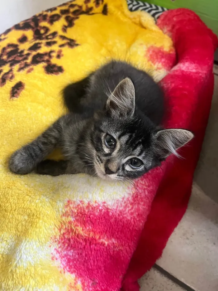 Gato ra a SRD-ViraLata idade Abaixo de 2 meses nome Gatinhos Lindos