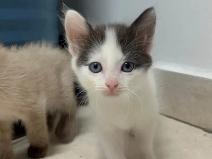 Gato ra a SRD-ViraLata idade Abaixo de 2 meses nome Gatinhos Lindos